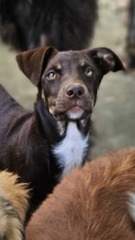 Rescue Australian Shepherd and Labrador Retriever Dogs for Adoption in Nokomis, Florida - Cadbury | PetCurious