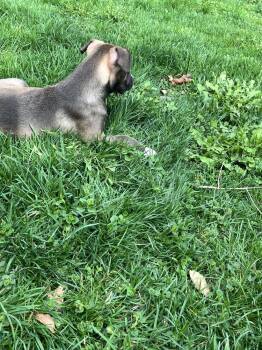 Labrador Retriever and Boxer Dogs Available for Adoption in Plymouth, Michigan - Sable | PetCurious