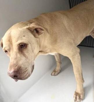 A657175 -  Pit Bull Terrier Dog Available for Adoption in Houston, Texas - A657175 | PetCurious