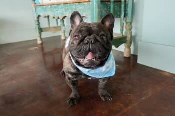 French Bulldog Dogs Available for Adoption - Rocko | PetCurious
