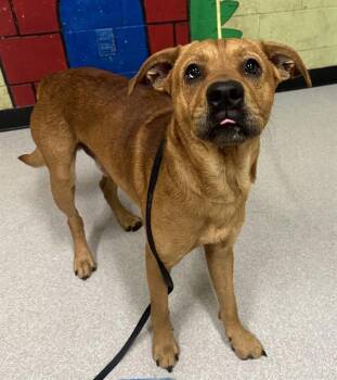 Rescue Basenji Dogs for Adoption in Indianapolis, Indiana - RUFUS | PetCurious