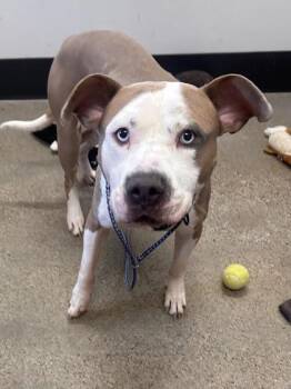 Rescue Pit Bull Terrier Dogs for Adoption in Cleveland, Ohio - Skeeter | PetCurious