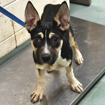Mixed Breed Dogs Available for Adoption in Memphis, Tennessee - Wren | PetCurious