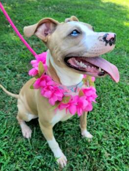 Rescue American Staffordshire Terrier Dogs for Adoption in Statesville, North Carolina - Rose | PetCurious