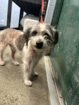 Shih Tzu Dogs Available for Adoption in Woodland, California - A226613 | PetCurious