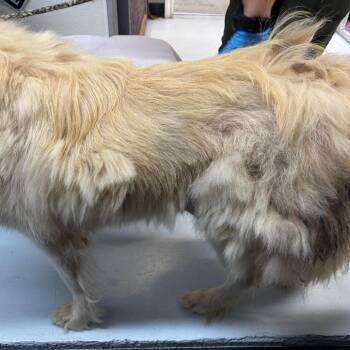 Great Pyrenees Dogs Available for Adoption in Springtown, Texas - Yankees | PetCurious
