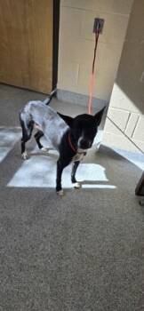 Rescue Mixed Breed Dogs for Adoption in Reidsville, North Carolina - Holly | PetCurious