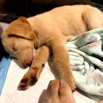 Star -  Labrador Retriever Dog for Adoption in San Antonio, Texas - Star | PetCurious