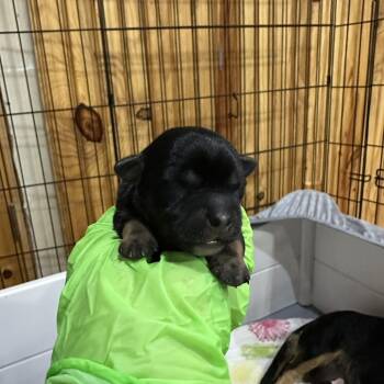 Kennedy -  Chihuahua and Dachshund Dog for Adoption in Madison, Wisconsin - Kennedy | PetCurious
