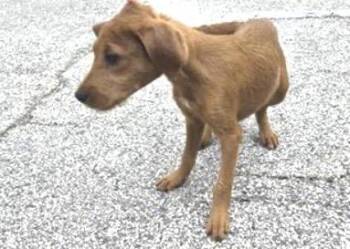 Poodle Dogs Available for Adoption in Houston, Texas - A654360 | PetCurious