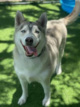Siberian Husky Dogs Available for Adoption in Lakeland, Florida - Mishka | PetCurious