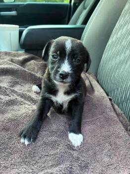 Cheddar the small breed puppy -  Miniature Pinscher and Schnauzer Dog for Adoption in Muskego, Wisconsin - Cheddar The Small Breed Puppy | PetCurious