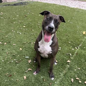 Juniper -  Staffordshire Bull Terrier and Pit Bull Terrier Dog for Adoption in Magnolia, Texas - Juniper | PetCurious