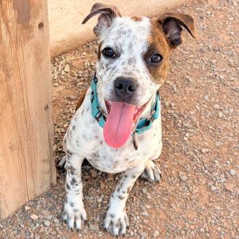 Tater -  Mixed Breed and Boston Terrier Dog for Adoption in Glenwood Springs, Colorado - Tater | PetCurious