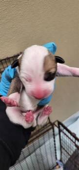 Bull Terrier Dogs Available for Adoption in San Antonio, Texas - A804619 | PetCurious