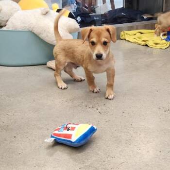 Topher -  Terrier and Dachshund Dog for Adoption in New Rochelle, New York - Topher | PetCurious