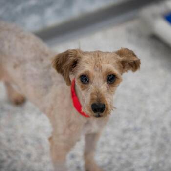 Miniature Poodle and Mixed Breed Dogs Available for Adoption in Peyton, Colorado - Cortado (MR26-127) | PetCurious