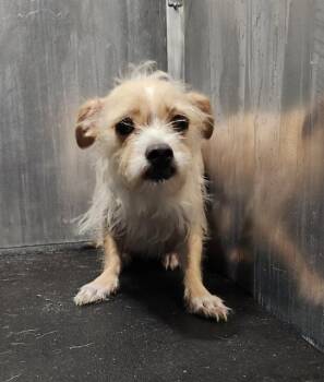LADY BLUE -  Terrier Dog for Adoption in San Antonio, Texas - LADY BLUE | PetCurious