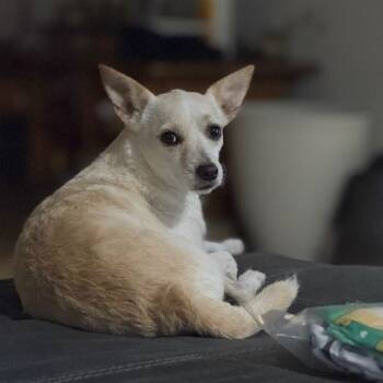 Rescue Mixed Breed Dogs for Adoption in Houston, Texas - Daphne | PetCurious