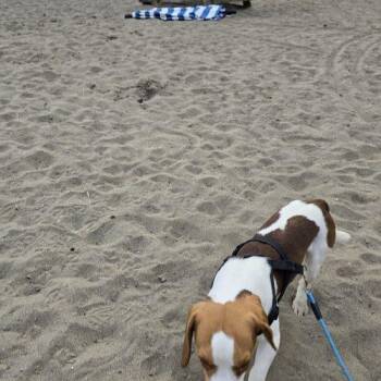 Alvin -  Beagle Dog for Adoption in Kent, Washington - Alvin | PetCurious