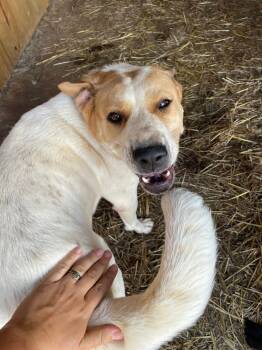 Rescue Hound Dogs for Adoption in Newnan, Georgia - Poppy | PetCurious