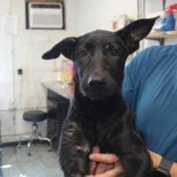 BUMBLE -  Shepherd Dog for Adoption in Brock, Texas - BUMBLE | PetCurious