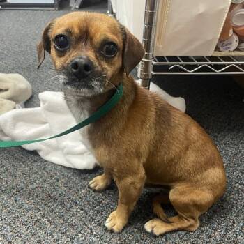 Rescue Chihuahua and Mixed Breed Dogs for Adoption in Wichita, Kansas - Brownie | PetCurious