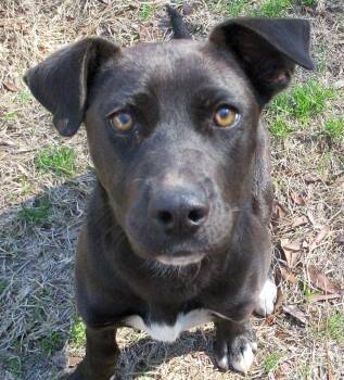 Labrador Retriever and Staffordshire Bull Terrier Dogs Available for Adoption in Camden, South Carolina - Jelly Bean | PetCurious