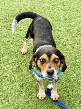 Rocky -  Beagle Dog for Adoption in Downers Grove, Illinois - Rocky | PetCurious