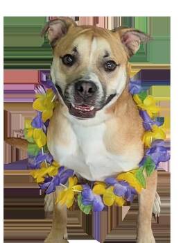 Tank -  Boxer Dog for Adoption in The Woodlands, Texas - Tank | PetCurious