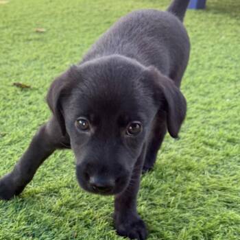 Border Collie and Shepherd Dogs Available for Adoption in Lakewood Ranch, Florida - Waffle | PetCurious