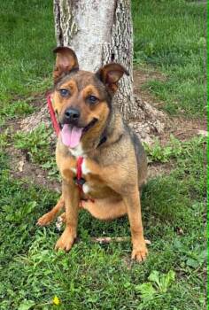 Holly -  German Shepherd Dog Dog for Adoption in Springfield, Illinois - Holly | PetCurious