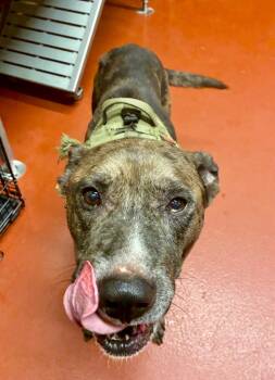 Rescue Catahoula Leopard Dog Dogs for Adoption in Douglasville, Georgia - Puck | PetCurious
