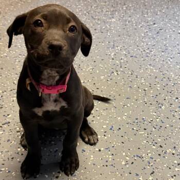 Labrador Retriever and Pit Bull Terrier Dogs Available for Adoption in Tuscaloosa, Alabama - TUSC-Stray-84512 | PetCurious