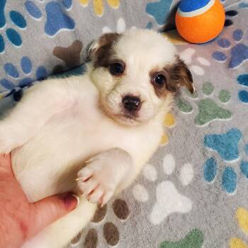 Australian Shepherd and Golden Retriever Dogs Available for Adoption - Dolly  | PetCurious