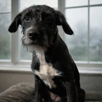 Wirehaired Terrier Dogs Available for Adoption - Missy | PetCurious