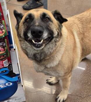 Shepherd Dogs Available for Adoption - Coco | PetCurious