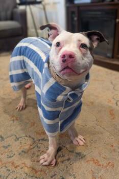 Ruff Ruffman -  Mixed Breed Dog for Adoption in Cincinnati, Ohio - Ruff Ruffman | PetCurious