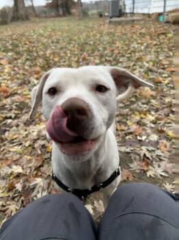 Rescue Terrier and Pit Bull Terrier Dogs for Adoption in Green Ridge, Missouri - Paisley - Our Little Seal Pup That Give Hugs! | PetCurious