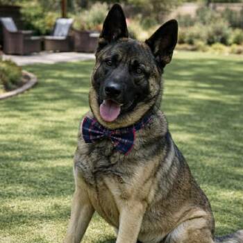 ROSCO GS -  Akita Dog for Adoption in Lucas, Texas - ROSCO GS | PetCurious