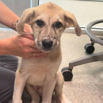 Franky -  Anatolian Shepherd Dog for Adoption in Englewood, Florida - Franky | PetCurious