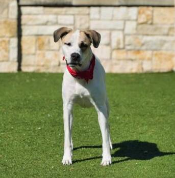 German Wirehaired Pointer and Pit Bull Terrier Dogs Available for Adoption in North Richland Hills, Texas - Sasha | PetCurious