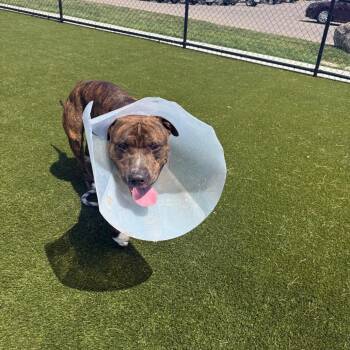 Elbridge Jr -  Pit Bull Terrier Dog for Adoption in Philadelphia, Pennsylvania - Elbridge Jr | PetCurious