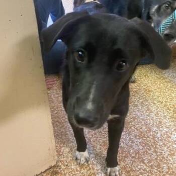 Birdie -  Border Collie Dog for Adoption in Chehalis, Washington - Birdie | PetCurious