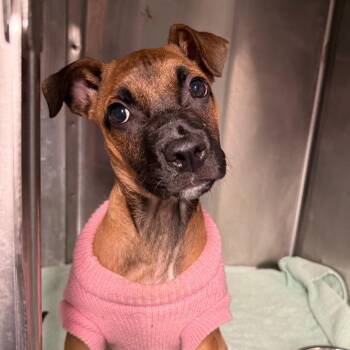 Pit Bull Terrier Dogs Available for Adoption - Chica | PetCurious