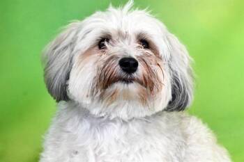 LOUIE -  Havanese Dog for Adoption in Fort Lauderdale, Florida - LOUIE | PetCurious