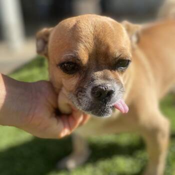 Bruiser -  Pug and Terrier Dog for Adoption in Escondido, California - Bruiser | PetCurious