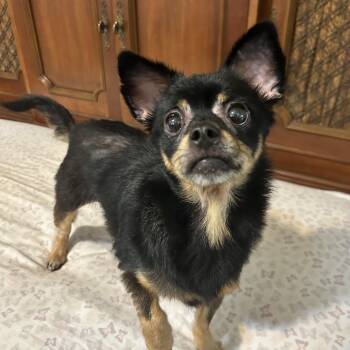 Rattatat -  Chihuahua and Terrier Dog for Adoption in Mobile, Alabama - Rattatat | PetCurious