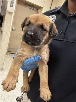 GINGER -  Pit Bull Terrier and Mixed Breed Dog for Adoption in Conroe, Texas - GINGER | PetCurious