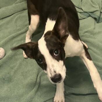 Biscuit -  Mixed Breed Dog for Adoption in Matteson, Illinois - Biscuit | PetCurious